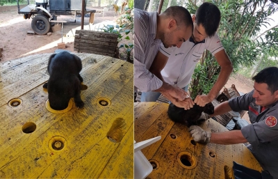 Bombeiros resgatam gato preso em carretel na região