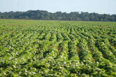 Safra de verão: governo atualiza preços mínimos