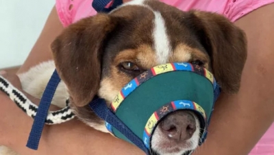 Cachorra abandonada por funcionário de canil municipal estava com fome e dores