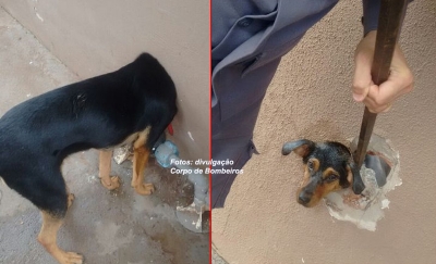 Bombeiros resgatam cachorra com cabeça presa em cano no muro