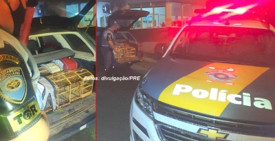 Polícia Rodoviária resgata pássaros silvestres transportados em porta-malas de carro