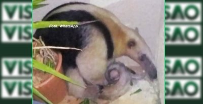 Tamanduá aparece em condomínio de apartamentos na zona sul