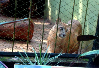 Onça com sintomas de envenenamento está de volta ao zoológico de Garça