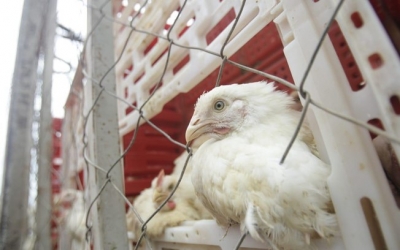 China diz que frango importado do Brasil testou positivo para Covid-19