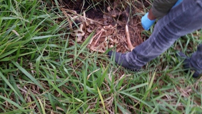 Ossada é encontrada na zona rural de Marília