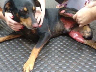 Cachorro tem olhos e pernas queimados por substância química