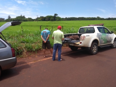 Dupla é multada por transporte de capivara morta