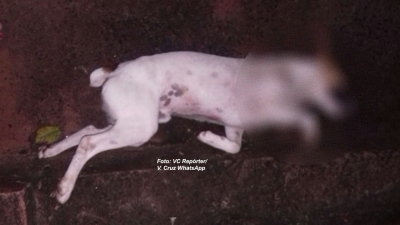 Envenenamento de animais revolta população