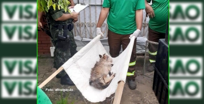 Operação resgata animais vítimas de maus tratos em Marília