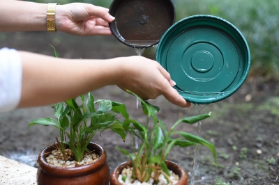 Alerta para o período com maior risco de transmissão de doenças pelo Aedes