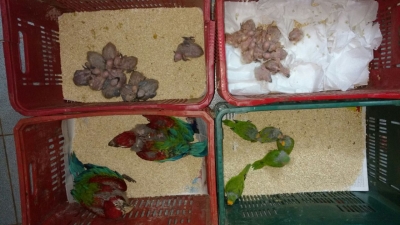 PRE flagra tráfico de animais silvestres