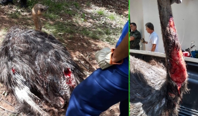 Morre avestruz atacado por onça no bosque municipal de Marília 
