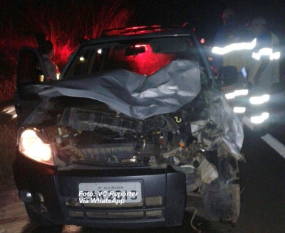 Animais na pista provocam acidentes na SP-333