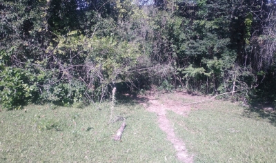 Gado atinge área de preservação ambiental e dono é multado em mais de R$ 82 mil