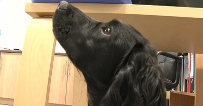 Cães podem farejar câncer em amostras de sangue, diz estudo