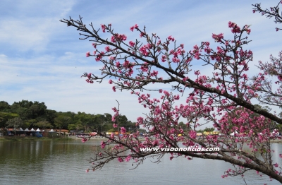 Nelson Ichisato é o presidente de honra da Cerejeiras Festival