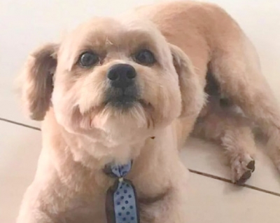 Cachorro morre após ser esquecido em carro de pet shop 