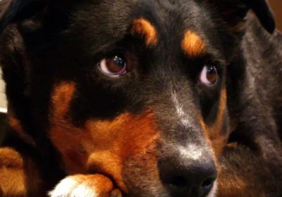 Fogos de artifício: proteja os animais durante as comemorações