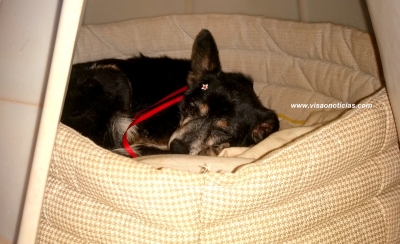 Saiba como manter a saúde dos cães idosos