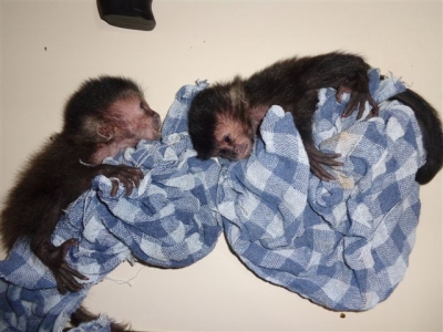 Polícia resgata filhote de macaco prego em rodovia