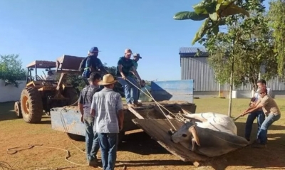 Boi invade escola e 14 crianças ficam feridas