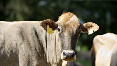 Estado atualiza regras para controle da brucelose e tuberculose em animais