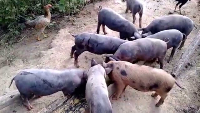 Ladrão esfaqueia porco e tenta furtá-lo no distrito de Dirceu