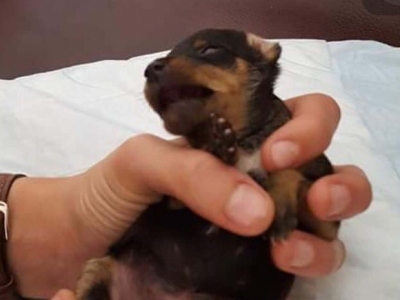 Filhote de cachorro macho tem órgão genital mutilado e é vendido como fêmea 