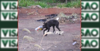 PRF resgata animal que estava com a cabeça entalada em um pote plástico