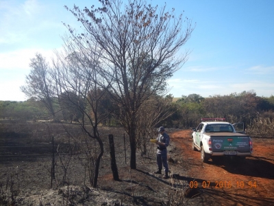 Criação de búfalos termina em multa pesada na região