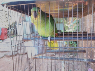 Polícia resgata papagaio mantido em cativeiro