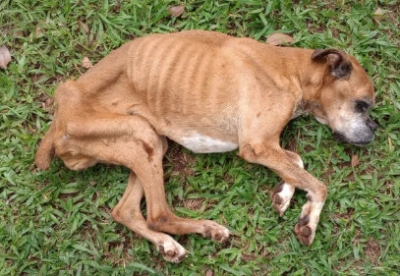 Cadela é resgatada após denúncias de maus-tratos: 