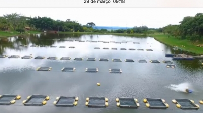 Produção de tilápia cresce 80% em dez anos 
