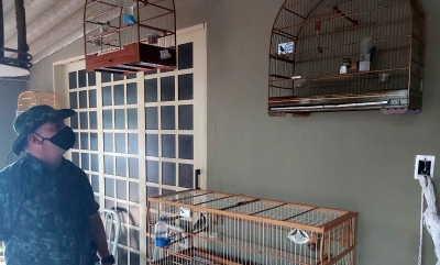 Criação irregular de pássaros em Marília dá multa de R$ 2 mil