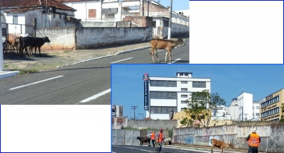 Bois e cavalos soltos em vias públicas em Marília são recolhidos pela Prefeitura 