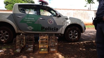 Polícia resgata pássaros na região 