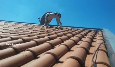 Cachorro quebra telhas e causa confusão entre vizinhos