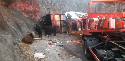 Caminhão carregado de bois tomba na serra de Ocauçu