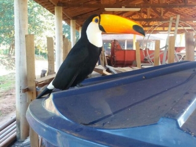 Aves apreendidas são soltas na natureza 