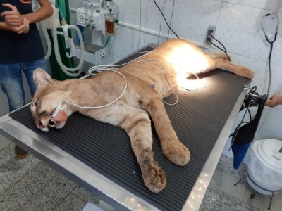 Onça parda encontrada em construção é resgatada pelo Corpo de Bombeiros 