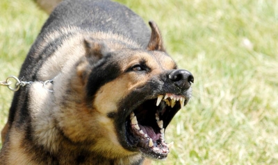 Raiva: prevenção, causa e sintomas