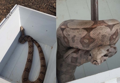 Bombeiros resgatam Jibóia em residência