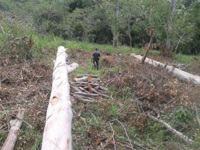  Polícia constata dano em árvores na região