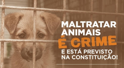 PM resgata cachorra com pata decepada e abandonada em Marília