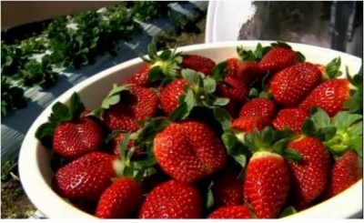 Mulher morre engasgada com morango 