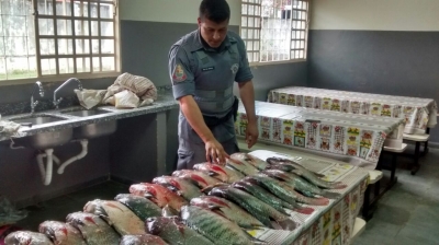 Polícia Ambiental faz grande apreensão de peixes 