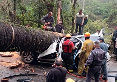 Árvore tomba em cima de carro e mata um homem em Campos do Jordão