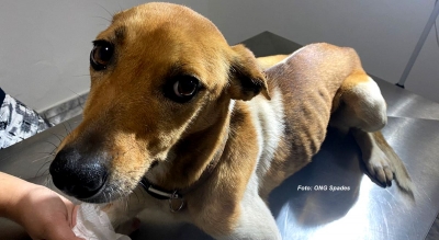 ONG denuncia maus tratos contra animais. O caso foi parar na CPJ de Marília