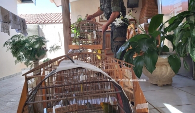 Criadores são multados por manterem pássaros em cativeiro