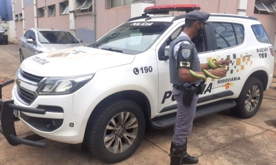Mulher é surpreendida transportando serpentes dentro de um ônibus